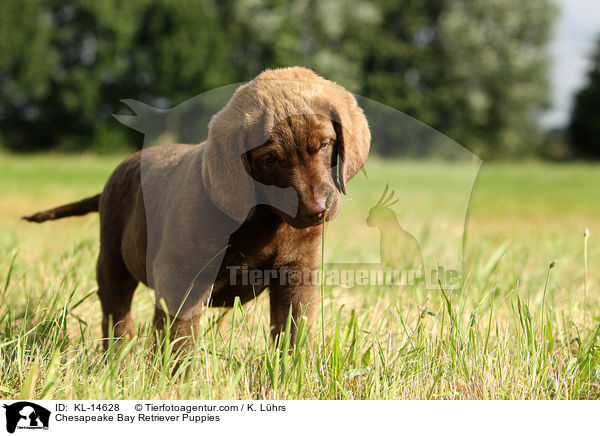 Chesapeake Bay Retriever Welpen / Chesapeake Bay Retriever Puppies / KL-14628