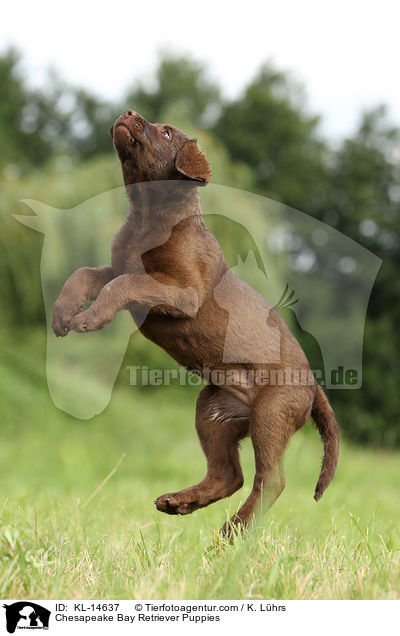 Chesapeake Bay Retriever Puppies / KL-14637