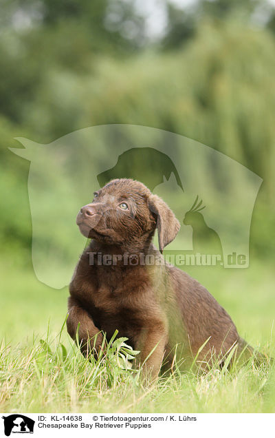 Chesapeake Bay Retriever Puppies / KL-14638