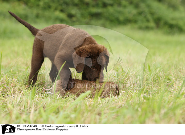 Chesapeake Bay Retriever Puppies / KL-14640