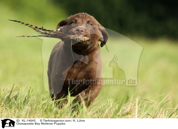 Chesapeake Bay Retriever Puppies / KL-14645