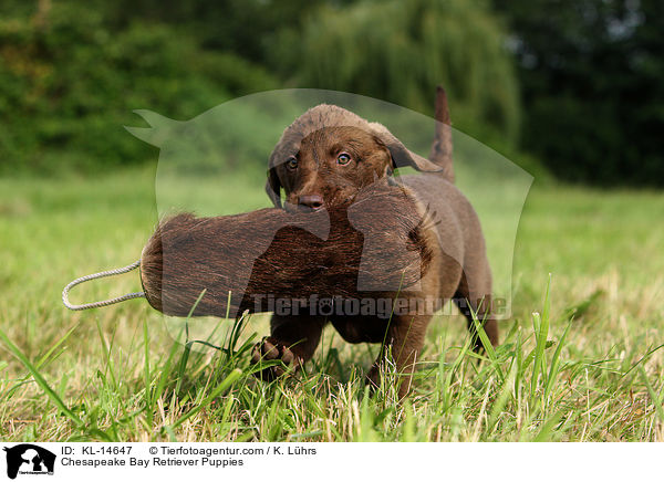 Chesapeake Bay Retriever Welpen / Chesapeake Bay Retriever Puppies / KL-14647