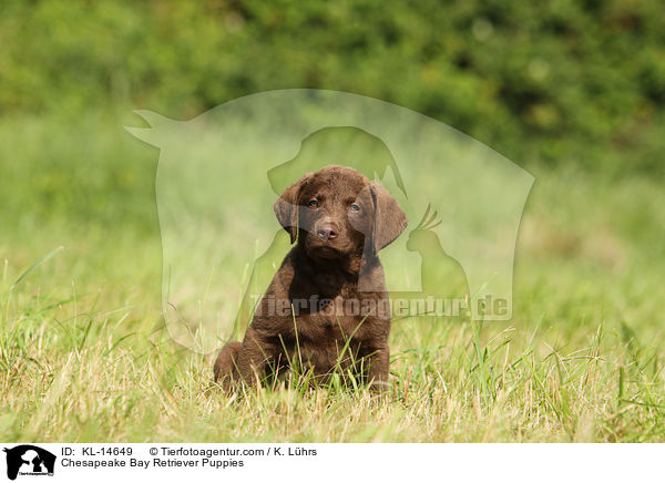 Chesapeake Bay Retriever Puppies / KL-14649