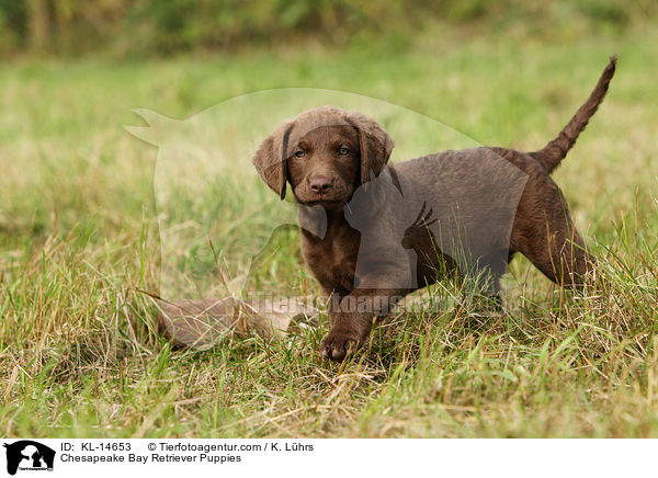 Chesapeake Bay Retriever Puppies / KL-14653