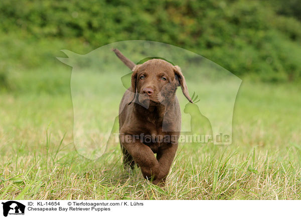 Chesapeake Bay Retriever Puppies / KL-14654