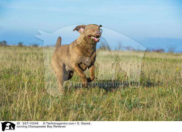 rennender Chesapeake Bay Retriever / running Chesapeake Bay Retriever / SST-15248