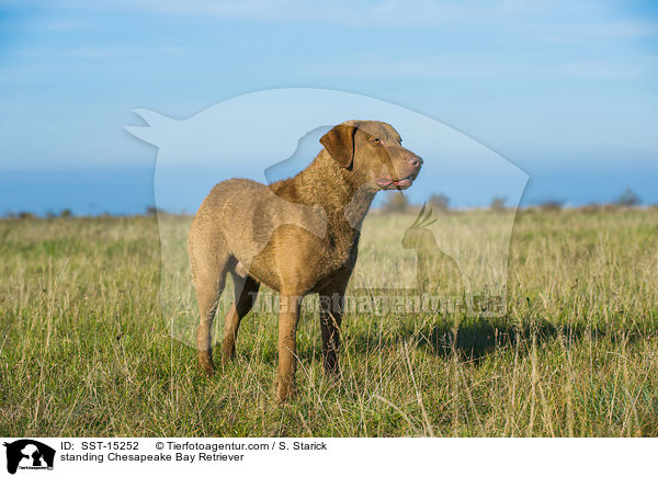 standing Chesapeake Bay Retriever / SST-15252