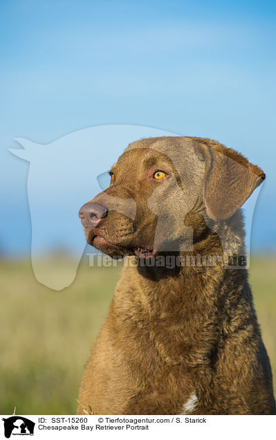 Chesapeake Bay Retriever Portrait / SST-15260