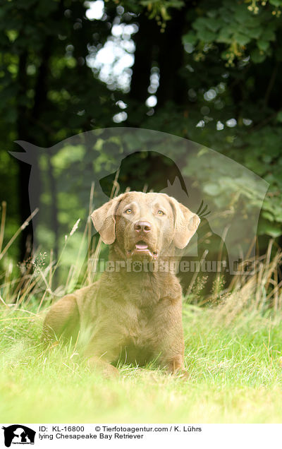 lying Chesapeake Bay Retriever / KL-16800