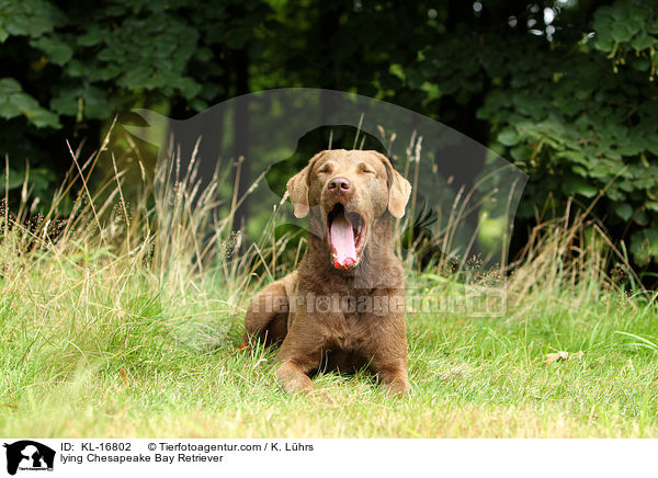 lying Chesapeake Bay Retriever / KL-16802