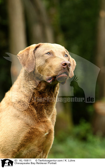 Chesapeake Bay Retriever Portrait / KL-16811