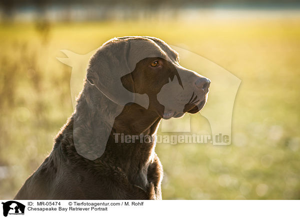 Chesapeake Bay Retriever Portrait / Chesapeake Bay Retriever Portrait / MR-05474