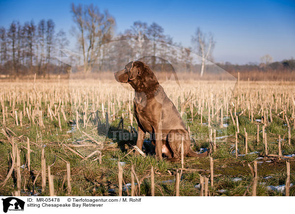 sitzender Chesapeake Bay Retriever / sitting Chesapeake Bay Retriever / MR-05478