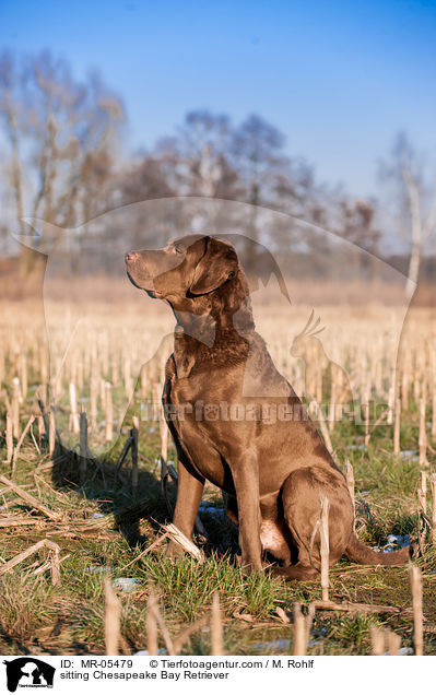 sitzender Chesapeake Bay Retriever / sitting Chesapeake Bay Retriever / MR-05479