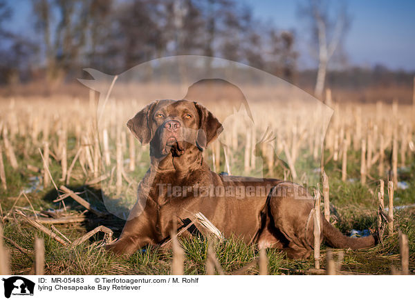 liegender Chesapeake Bay Retriever / lying Chesapeake Bay Retriever / MR-05483