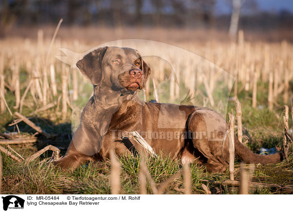 lying Chesapeake Bay Retriever / MR-05484