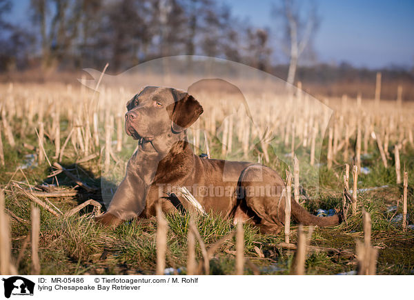 liegender Chesapeake Bay Retriever / lying Chesapeake Bay Retriever / MR-05486