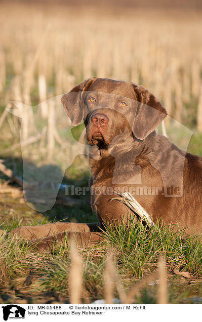 liegender Chesapeake Bay Retriever / lying Chesapeake Bay Retriever / MR-05488