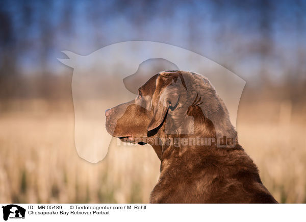 Chesapeake Bay Retriever Portrait / Chesapeake Bay Retriever Portrait / MR-05489