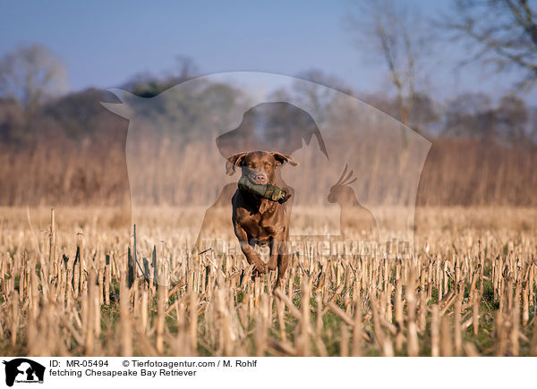 apportierender Chesapeake Bay Retriever / fetching Chesapeake Bay Retriever / MR-05494