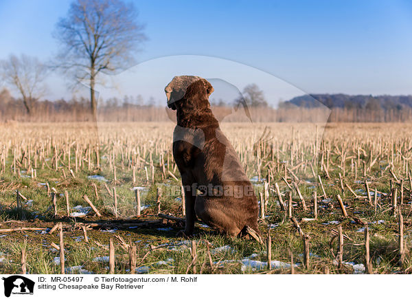 sitting Chesapeake Bay Retriever / MR-05497