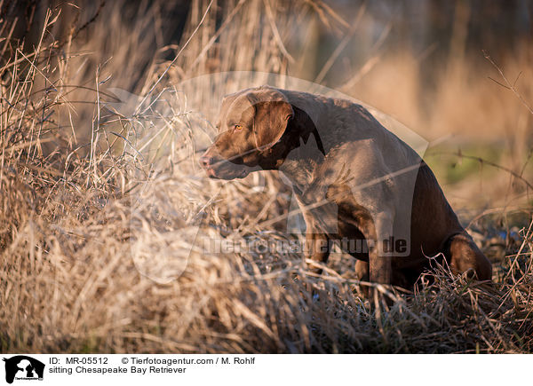 sitzender Chesapeake Bay Retriever / sitting Chesapeake Bay Retriever / MR-05512