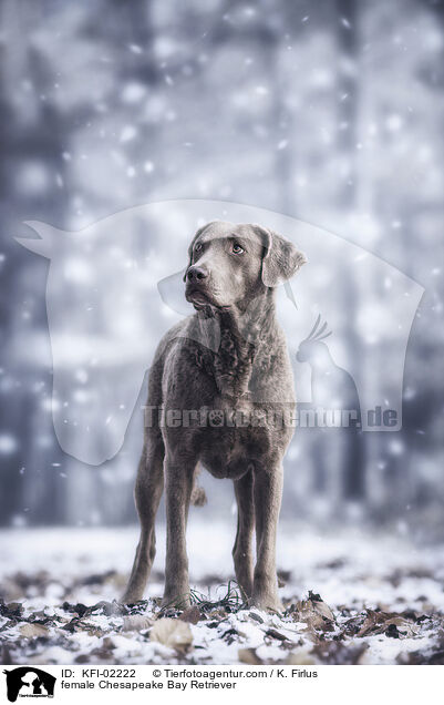Chesapeake Bay Retriever Hndin / female Chesapeake Bay Retriever / KFI-02222