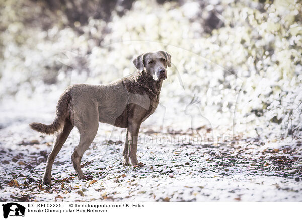 female Chesapeake Bay Retriever / KFI-02225