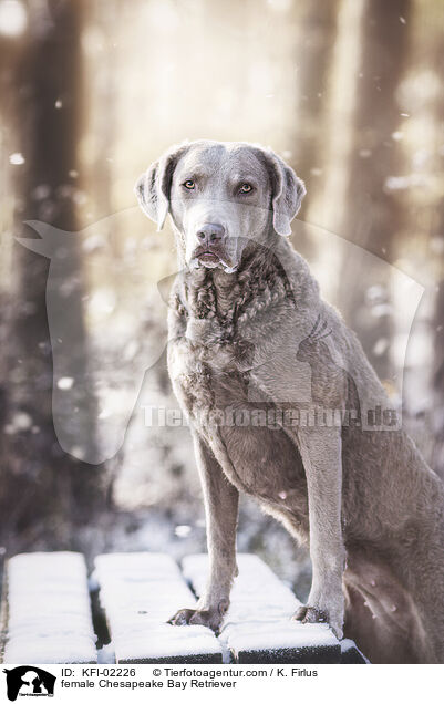 Chesapeake Bay Retriever Hndin / female Chesapeake Bay Retriever / KFI-02226
