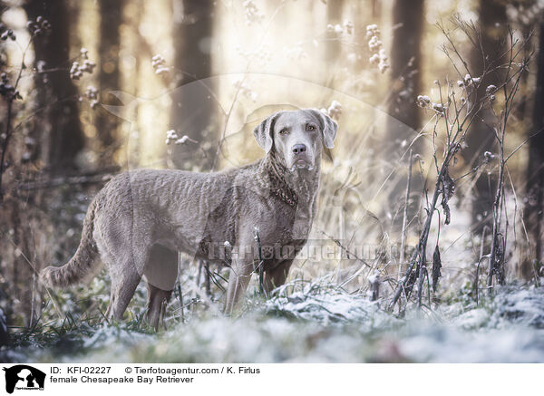 Chesapeake Bay Retriever Hndin / female Chesapeake Bay Retriever / KFI-02227