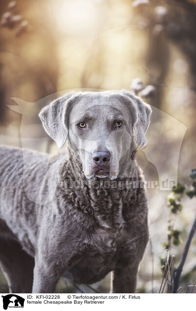 female Chesapeake Bay Retriever / KFI-02228