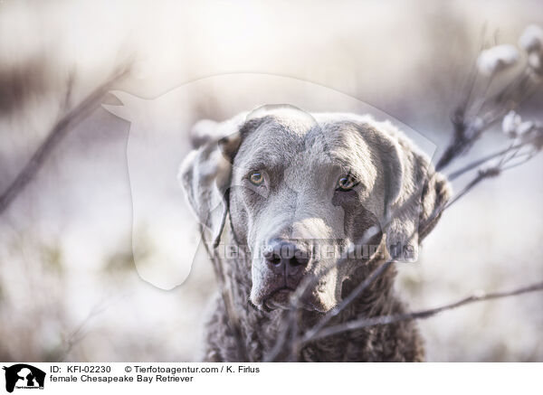 Chesapeake Bay Retriever Hndin / female Chesapeake Bay Retriever / KFI-02230