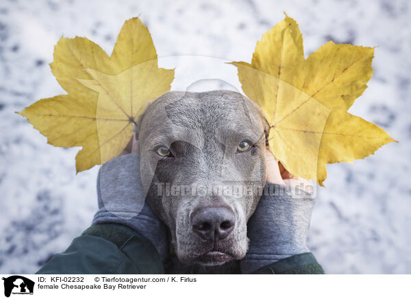 Chesapeake Bay Retriever Hndin / female Chesapeake Bay Retriever / KFI-02232