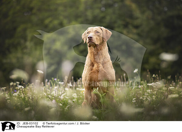 Chesapeake Bay Retriever / JEB-03102