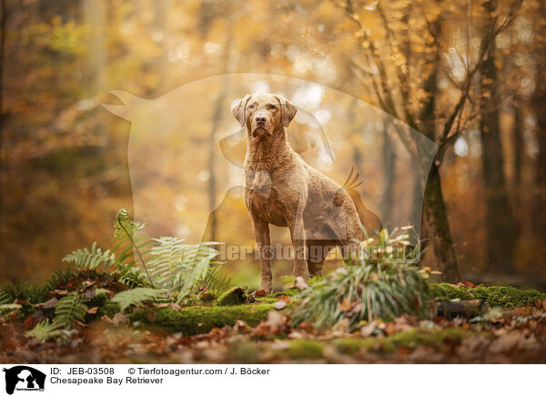 Chesapeake Bay Retriever / Chesapeake Bay Retriever / JEB-03508
