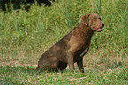 Chesapeake Bay Retriever