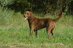 Chesapeake Bay Retriever