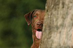 Chesapeake Bay Retriever Portrait