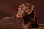 Chesapeake Bay Retriever Portrait