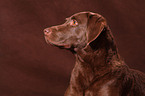 Chesapeake Bay Retriever Portrait