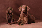 Chesapeake Bay Retriever