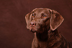 Chesapeake Bay Retriever Portrait