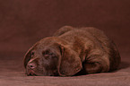 Chesapeake Bay Retriever