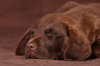 Chesapeake Bay Retriever Portrait