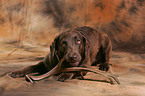 Chesapeake Bay Retriever