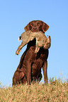 Chesapeake Bay Retriever with prey