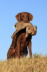 Chesapeake Bay Retriever with prey