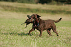 hunting with Chesapeake Bay Retriever