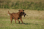 hunting with Chesapeake Bay Retriever