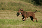 hunting with Chesapeake Bay Retriever